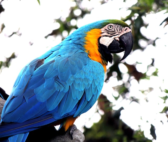 macaw 410144 640